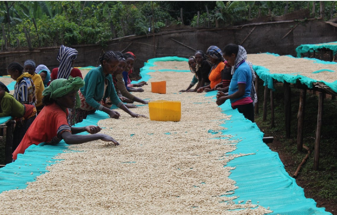 Ethiopia Yirgacheffe Halo Washed  FILTER