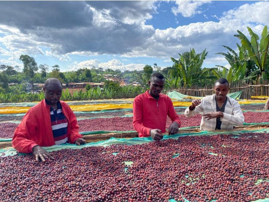 Ethiopia Lanto Edido     Espresso