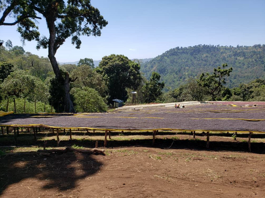 Ethiopia Raro Natural FILTER