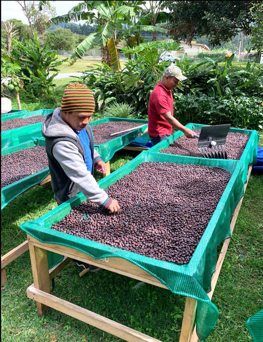 Panama Finca Irma Geisha Natural (2022 frozen vac sealed) Filter