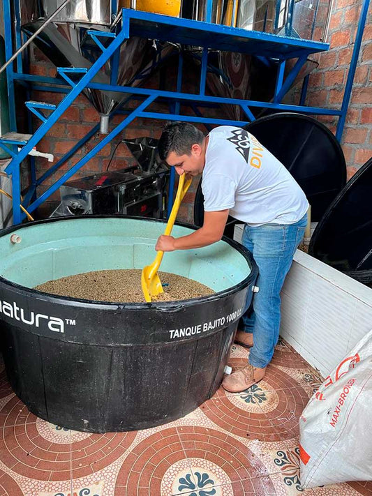 Colombia Finca Las Flores Sidra Anaerobic Thermal Shock     FILTER