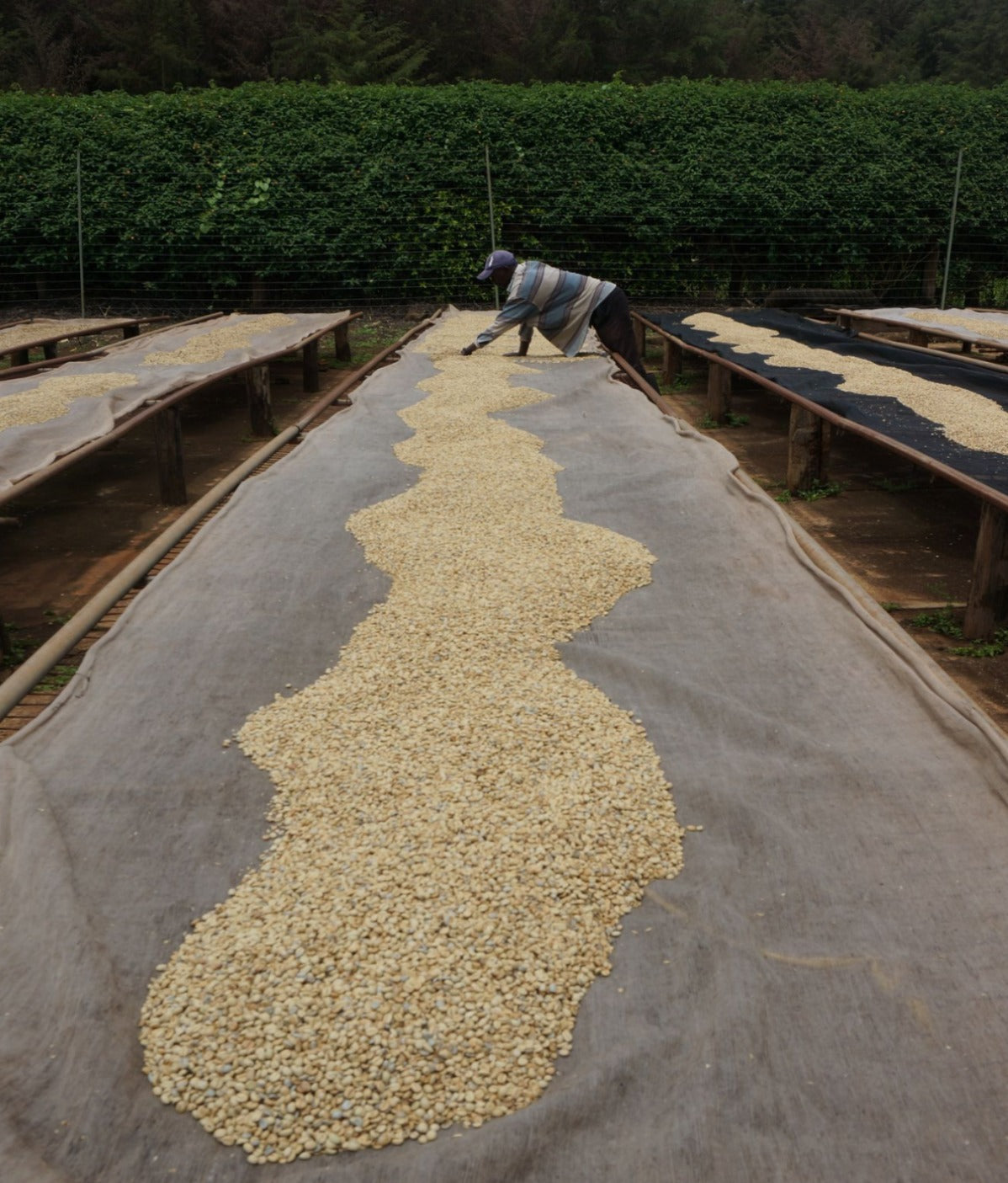 Kenya Jagwan PB      Filter