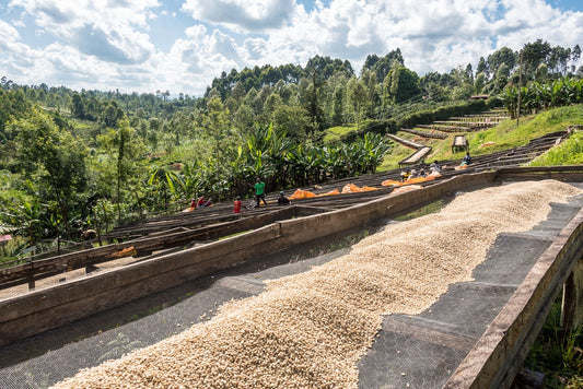 Kenya Rianjagi Embu AA Washed     Filter
