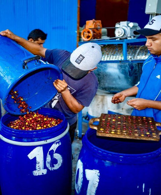 Colombia Colombia La Cereza Bourbon Anaerobic Natural          Filter