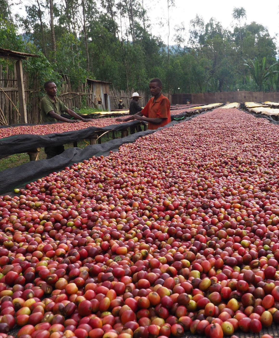 Ethiopia Ayele Begashaw    Espresso