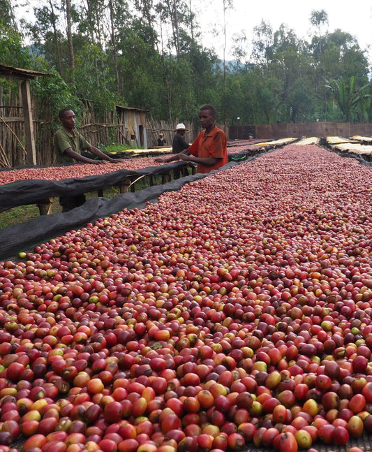 Ethiopia Ayele Begashaw    Espresso