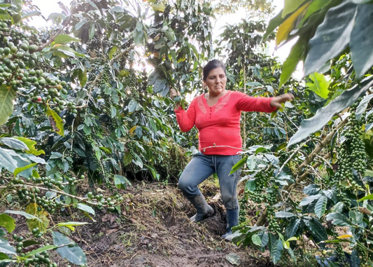 Peru Santa Rosa Natural FILTER