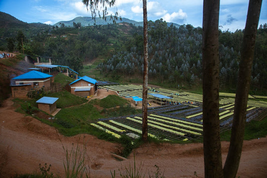 Rwanda Karambi Natural   FILTER