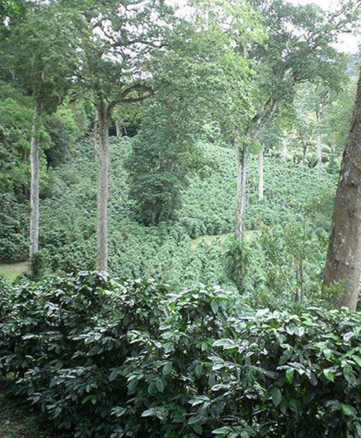 Panama Hartmann Caturra Black Winey Espresso