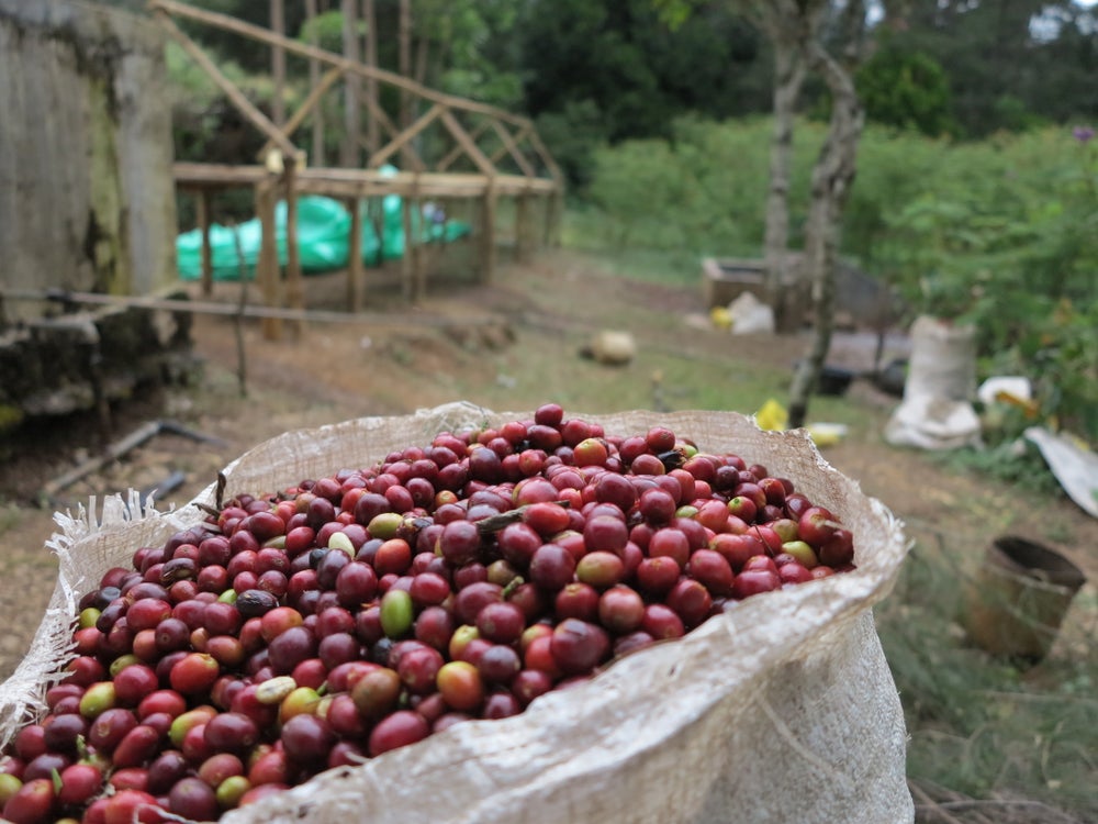 Timor Leste Lulirema Natural ESPRESSO