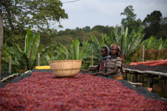 Ethiopia Tore Badiya Washed     Espresso