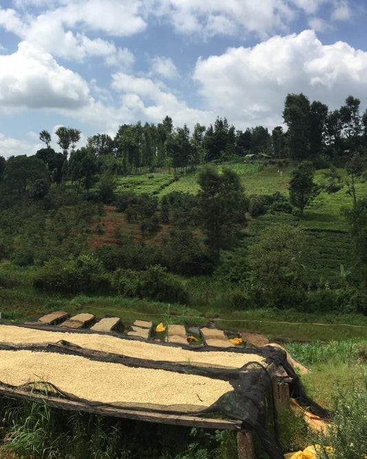 Kenya Kamwangi AA      Filter